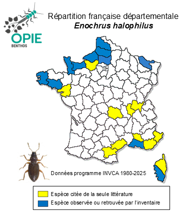 Carte de distribution de Enochrus halophilus (Bedel, 1878)