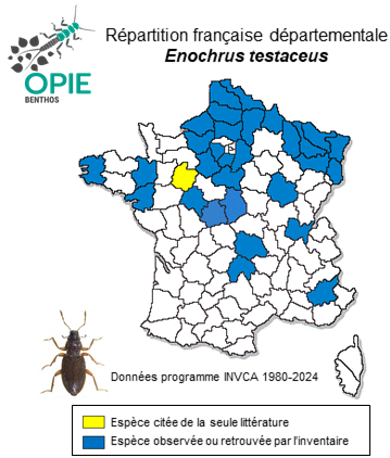 Carte de distribution de Enochrus testaceus (Fabricius, 1801)