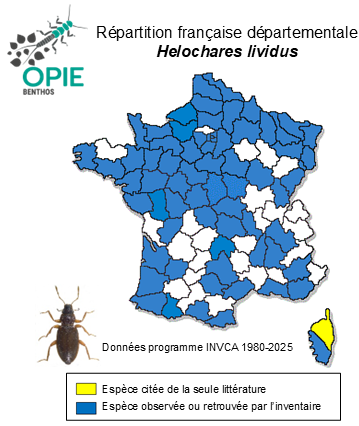 Carte de distribution de Helochares lividus (Forster, 1771)
