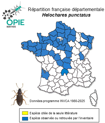 Carte de distribution de Helochares punctatus Sharp, 1869