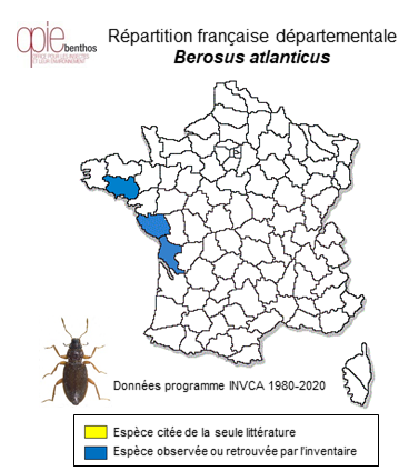 Carte de distribution de Berosus atlanticus Queney, 2007