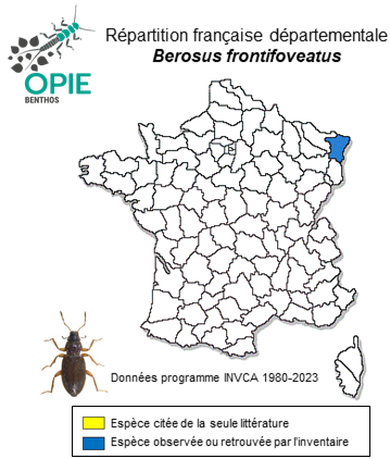 Carte de distribution de Berosus frontifoveatus Kuwert, 1888
