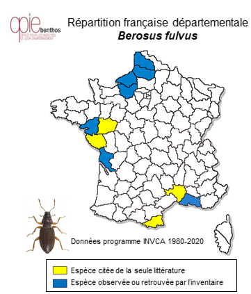 Carte de distribution de Berosus fulvus  Kuwert, 1888