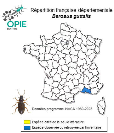 Carte de distribution de Berosus guttalis Rey, 1883