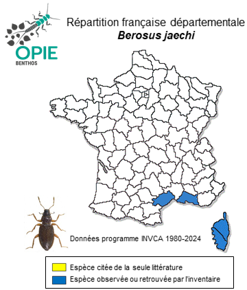 Carte de distribution de Berosus jaechi Schödl, 1991