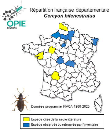 Carte de distribution de Cercyon bifenestratus Küster, 1851