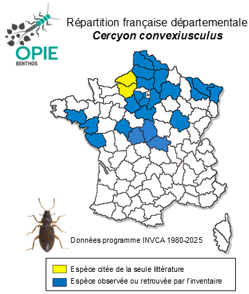 Carte de distribution de Cercyon convexiusculus Stephens, 1829