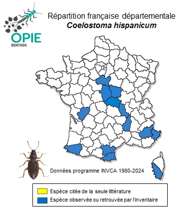 Carte de distribution de Coelostoma hispanicum (Küster, 1848)