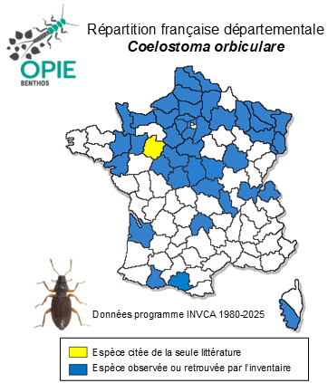 Carte de distribution de Coelostoma orbiculare (Fabricius, 1775)