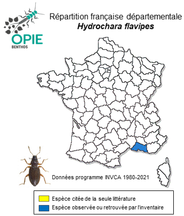 Carte de distribution de Hydrochara flavipes (Steven, 1808)
