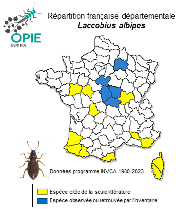 Carte de distribution de Laccobius albipes Kuwert, 1890