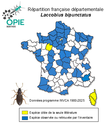 Carte de distribution de Laccobius bipunctatus (Fabricius, 1775)