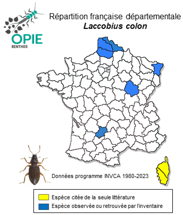 Carte de distribution de Laccobius colon (Stephens, 1829)