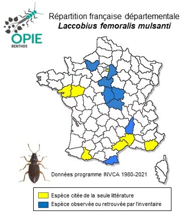 Carte de distribution de Laccobius femoralis mulsanti Zaitsev, 1908