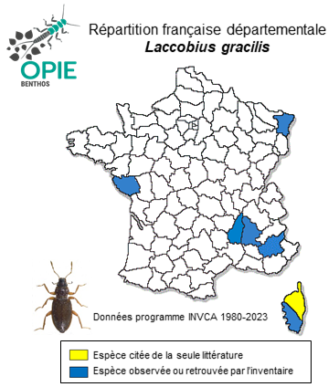 Carte de distribution de Laccobius gracilis Motschulsky, 1855
