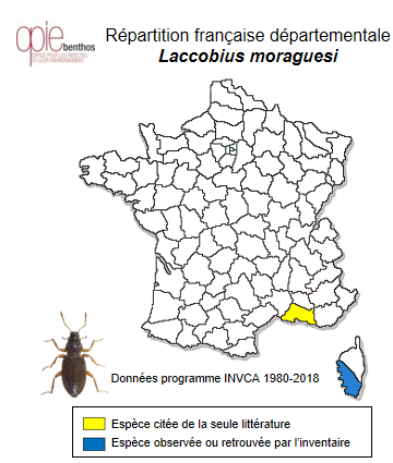 Carte de distribution de Laccobius moraguesi Régimbart, 1898