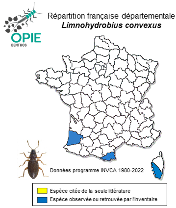 Carte de distribution de Limnohydrobius convexus (Brullé, 1835)