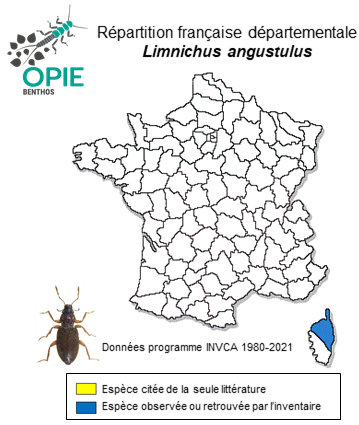 Carte de distribution de Limnichus angustulus Weise, 1877