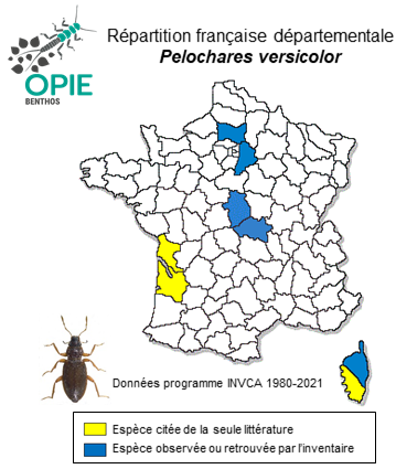 Carte de distribution de Pelochares versicolor (Waltl, 1833)