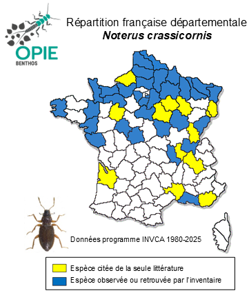 Carte de distribution de Noterus crassicornis (O. F. Müller, 1776)