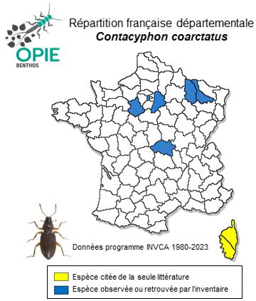 Carte de distribution de Contacyphon coarctatus (Paykull, 1799)