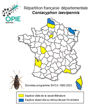 Carte de distribution de Contacyphon laevipennis (Tournier, 1868)
