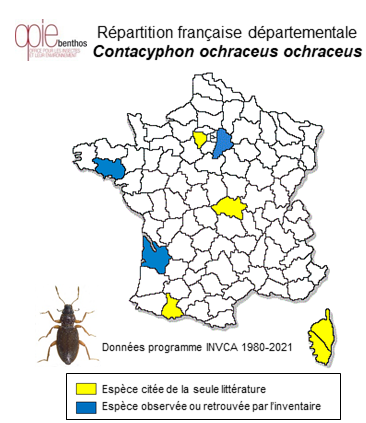 Carte de distribution de Contacyphon ochraceus ochraceus (Stephens, 1830)