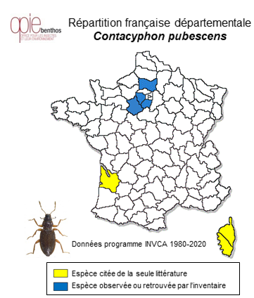 Carte de distribution de Contacyphon pubescens (Fabricius, 1792)