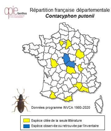 Carte de distribution de Contacyphon putonii Brisout de Barneville, 1863