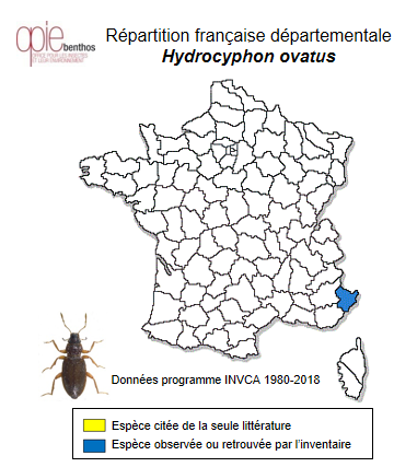 Carte de distribution de Hydrocyphon ovatus Nyholm, 1967