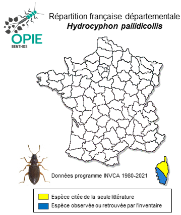 Carte de distribution de Hydrocyphon pallidicollis Raffray, 1873