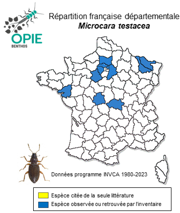 Carte de distribution de Microcara testacea (Linnaeus, 1758)