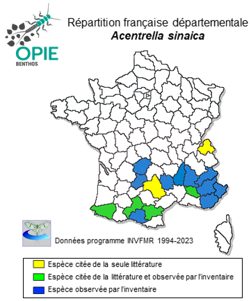 Carte de distribution de Acentrella sinaica Bogoescu, 1931