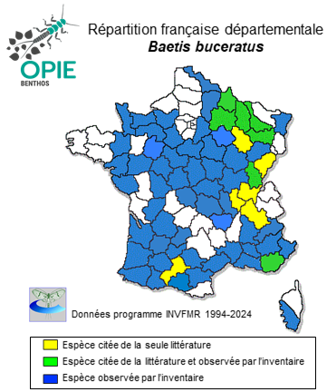 Carte de distribution de Baetis buceratus Eaton, 1870