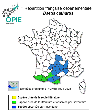 Carte de distribution de Baetis catharus Thomas, 1986