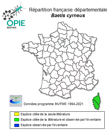Carte de distribution de Baetis cyrneus Thomas & Gazagnes, 1984