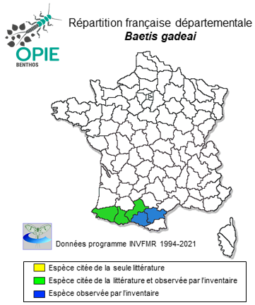 Carte de distribution de Baetis gadeai Thomas, 1999