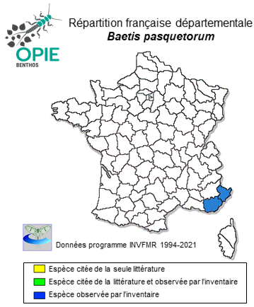 Carte de distribution de Baetis pasquetorum Righetti & Thomas, 2002