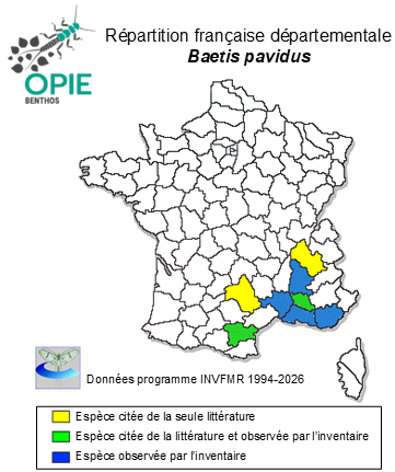 Carte de distribution de Baetis pavidus Grandi, 1949