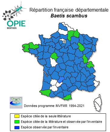 Carte de distribution de Baetis scambus Eaton, 1870