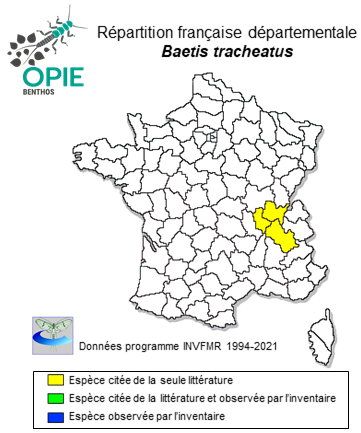 Carte de distribution de Baetis tracheatus Keffermüller & Machel, 1967