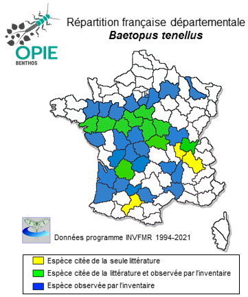 Carte de distribution de Baetopus tenellus (Albarda, 1878)