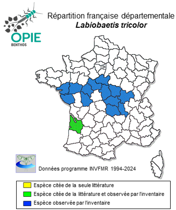 Carte de distribution de Labiobaetis tricolor (Tshernova, 1928)