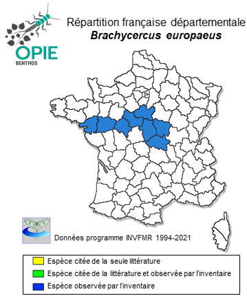 Carte de distribution de Brachycercus europaeus  Kluge, 1991