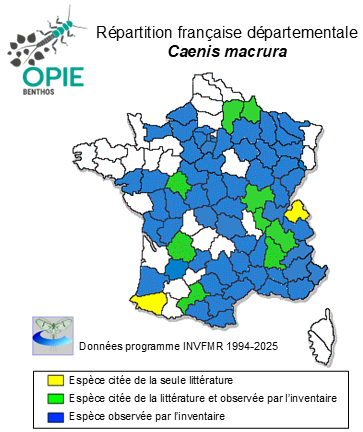 Carte de distribution de Caenis macrura Stephens, 1836