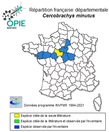 Carte de distribution de Cercobrachys minutus (Tshernova, 1952)