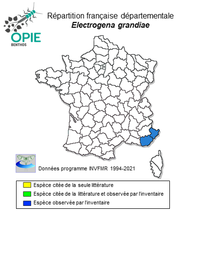 Carte de distribution de Electrogena grandiae (Belfiore, 1981)