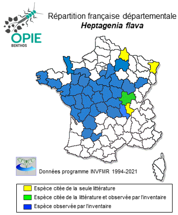 Carte de distribution de Heptagenia flava Rostock, 1878