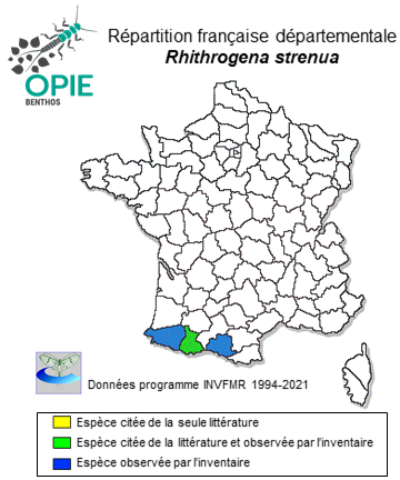 Carte de distribution de Rhithrogena strenua Thomas, 1982