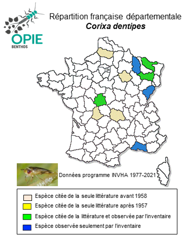 Carte de distribution de Corixa dentipes Thomson, 1869